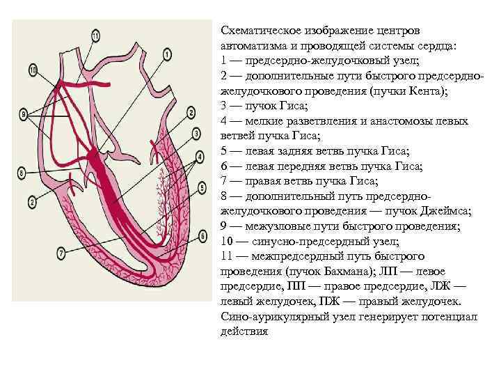 Проводящая система рисунок