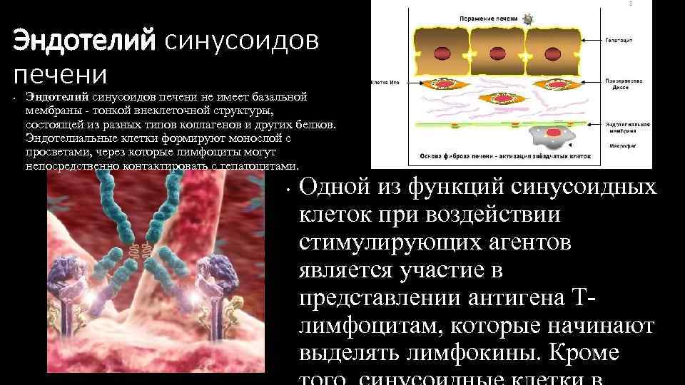 Эндотелий синусоидов печени • Эндотелий синусоидов печени не имеет базальной мембраны - тонкой внеклеточной