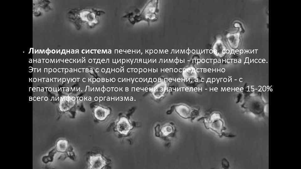  • Лимфоидная система печени, кроме лимфоцитов, содержит анатомический отдел циркуляции лимфы пространства Диссе.