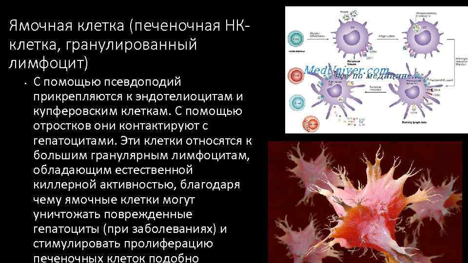 Ямочная клетка (печеночная НКклетка, гранулированный лимфоцит) • С помощью псевдоподий прикрепляются к эндотелиоцитам и