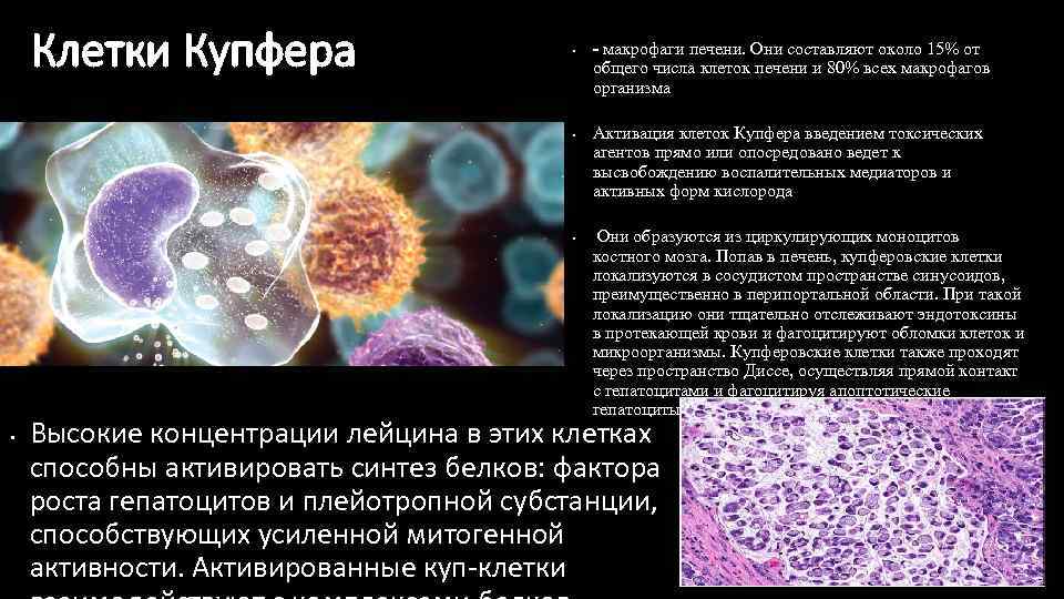 Клетки Купфера • • - макрофаги печени. Они составляют около 15% от общего числа