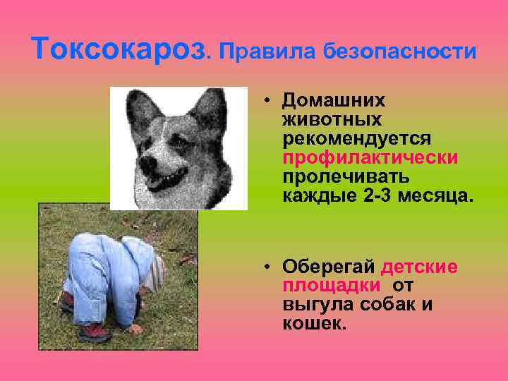 Токсокароз. Правила безопасности • Домашних животных рекомендуется профилактически пролечивать каждые 2 -3 месяца. •