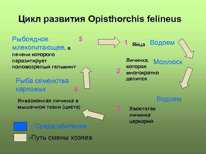 Цикл развития Opisthorchis felineus Рыбоядное млекопитающее, в 5 печени которого паразитирует половозрелый гельминт 1