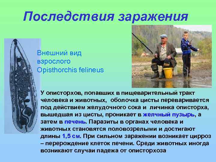 Последствия заражения Внешний вид взрослого Opisthorchis felineus У описторхов, попавших в пищеварительный тракт человека