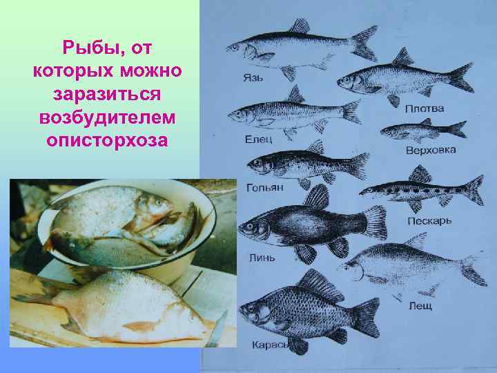 Рыбы, от которых можно заразиться возбудителем описторхоза 