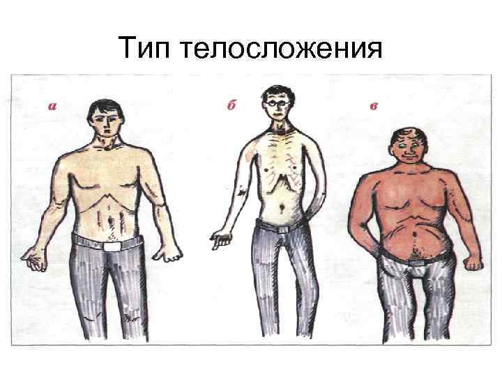 Тип телосложения 