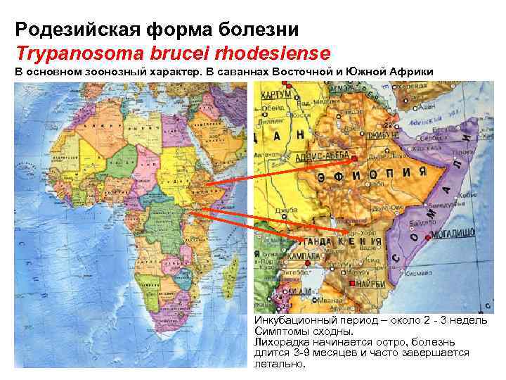 Родезийская форма болезни Trypanosoma brucei rhodesiense В основном зоонозный характер. В саваннах Восточной и