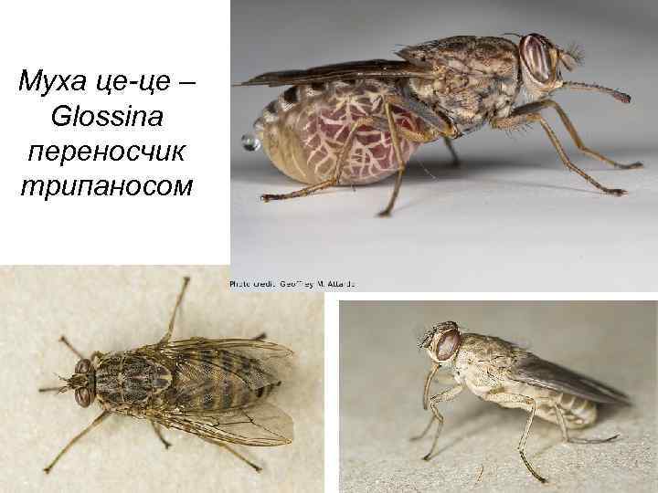 Муха це-це – Glossina переносчик трипаносом 