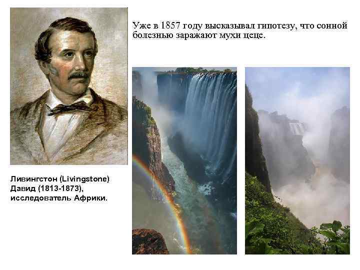 Уже в 1857 году высказывал гипотезу, что сонной болезнью заражают мухи цеце. Ливингстон (Livingstone)