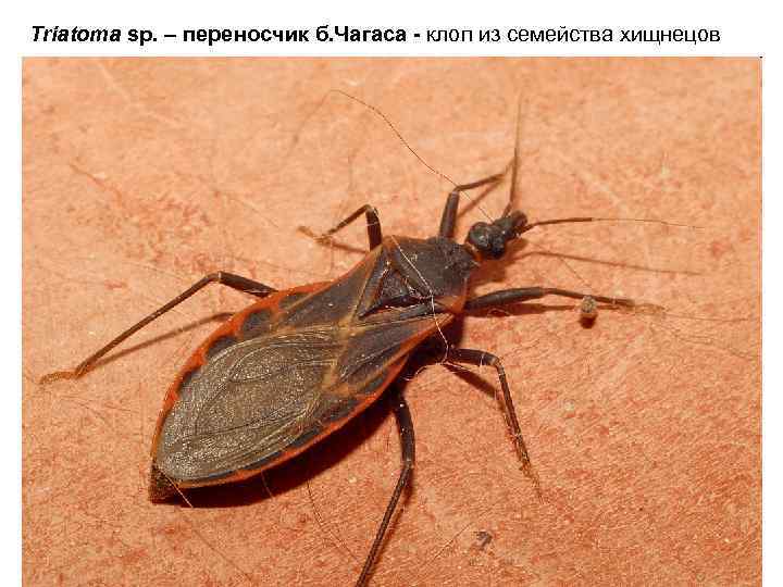 Triatoma sp. – переносчик б. Чагаса - клоп из семейства хищнецов 