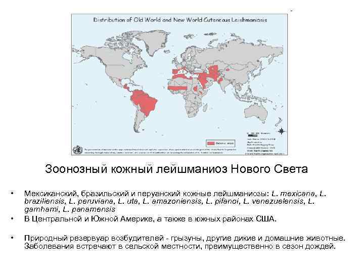 Зоонозный кожный лейшманиоз Нового Света • • • Мексиканский, бразильский и перуанский кожные лейшманиозы: