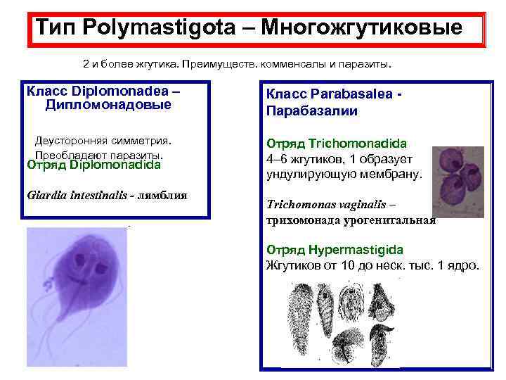 Тип Polymastigota – Многожгутиковые 2 и более жгутика. Преимуществ. комменсалы и паразиты. Класс Diplomonadea