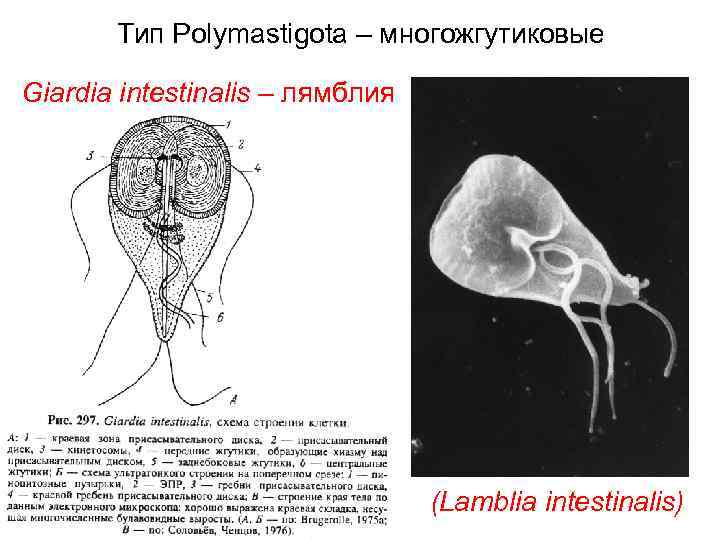 Лямблия тип. Лямблия интестиналис царство. Lamblia intestinalis классификация. Lamblia intestinalis Тип. Лямблия Тип класс.