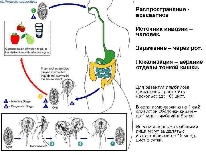 Распространение всесветное Источник инвазии – человек. Заражение – через рот. Локализация – верхние отделы