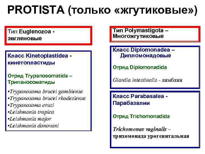 PROTISTA (только «жгутиковые» ) Тип Euglenozoa эвгленовые Класс Kinetoplastidea кинетопластиды Отряд Trypanosomatida – Трипаносоматиды