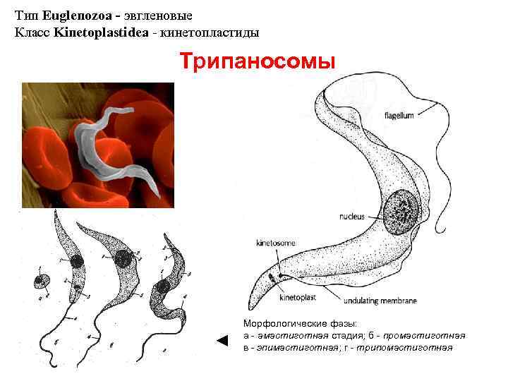 Тип Euglenozoa - эвгленовые Класс Kinetoplastidea - кинетопластиды Трипаносомы ◄ Морфологические фазы: a -