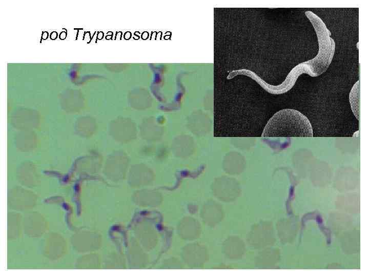 род Trypanosoma 