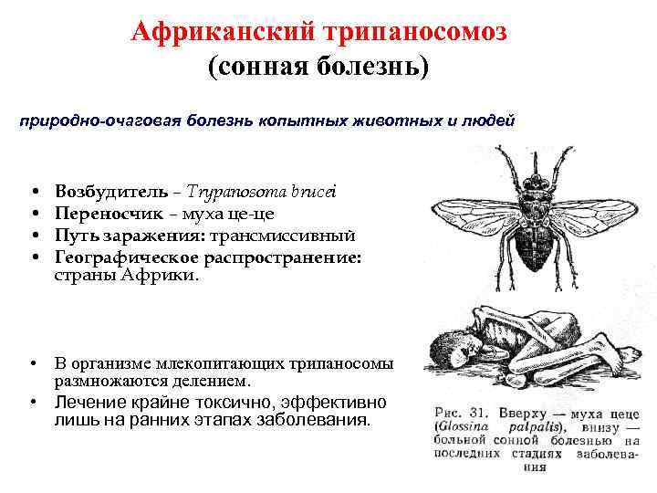 Трипаносомоз африканский презентация