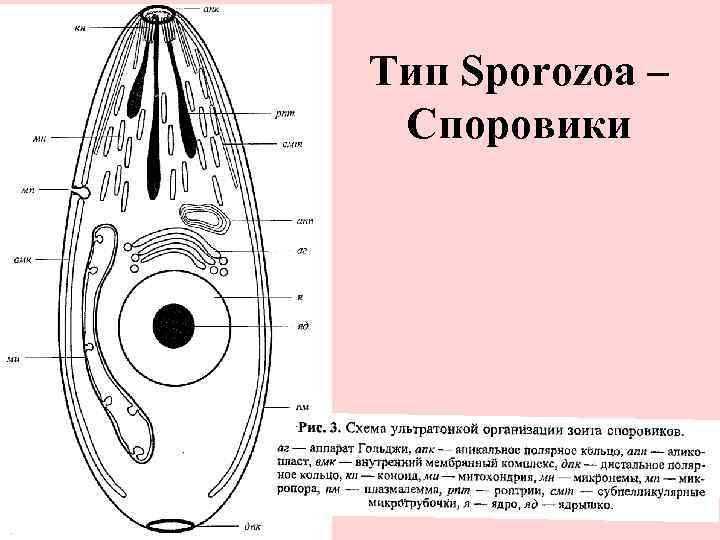 Тип Sporozoa – Споровики 