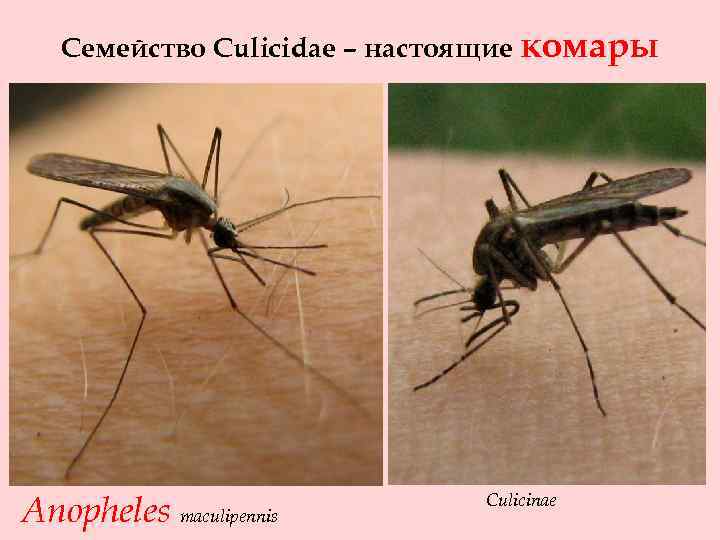 Семейство Culicidae – настоящие комары Anopheles maculipennis Culicinae 