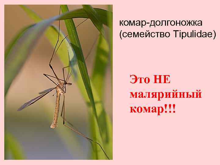 комар-долгоножка (семейство Tipulidae) Это НЕ малярийный комар!!! 