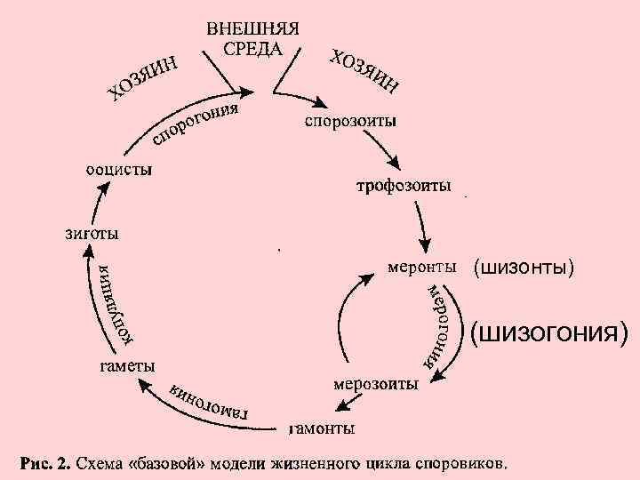 (шизонты) (шизогония) 