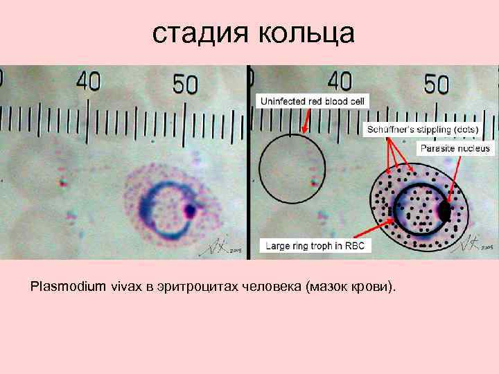 Spore фрагменты на этапе клетка