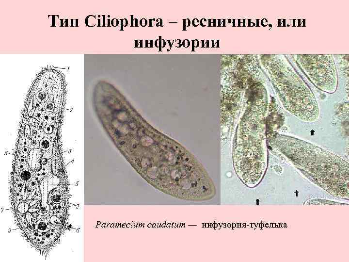 Тип Ciliophora – ресничные, или инфузории Paramecium caudatum — инфузория-туфелька 