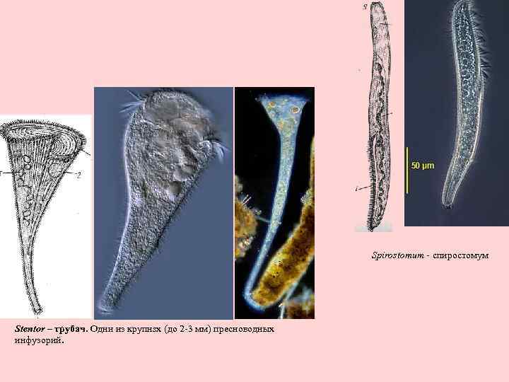 Spirostomum - спиростомум Stentor – трубач. Одни из крупнsх (до 2 -3 мм) пресноводных