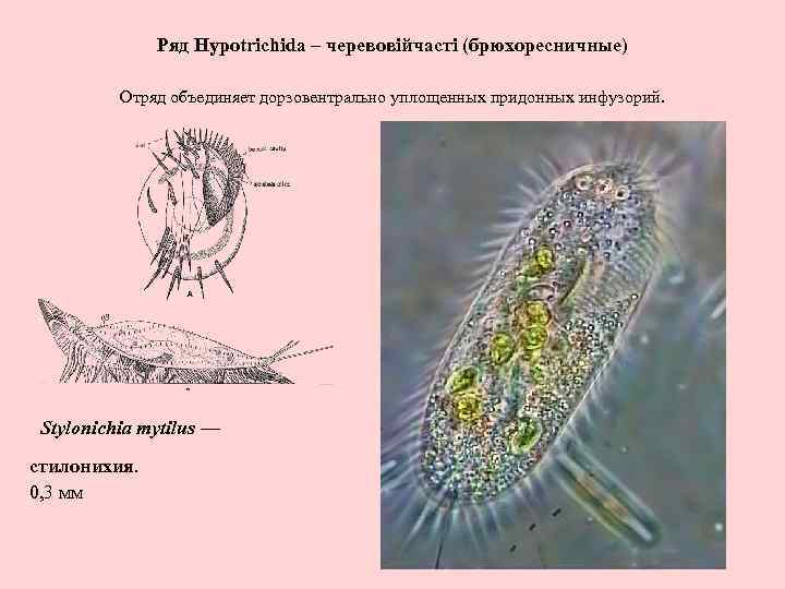 Ряд Hypotrichida – черевовійчасті (брюхоресничные) Отряд объединяет дорзовентрально уплощенных придонных инфузорий. Stylonichia mytilus —