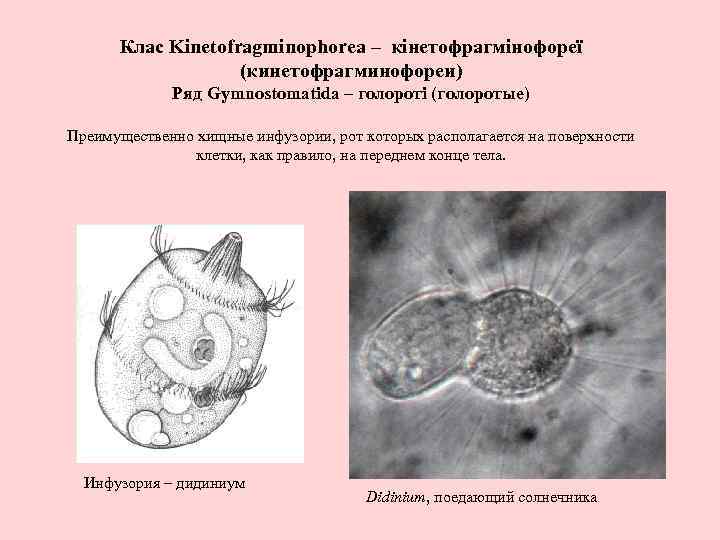 Клас Kinetofragminophorea – кінетофрагмінофореї (кинетофрагминофореи) Ряд Gymnostomatida – голороті (голоротые) Преимущественно хищные инфузории, рот