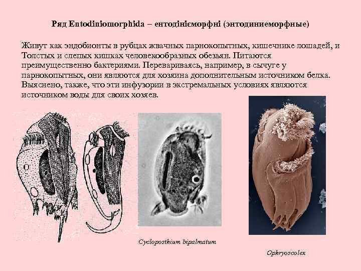 Ряд Entodiniomorphida – ентодінієморфні (энтодиниеморфные) Живут как эндобионты в рубцах жвачных парнокопытных, кишечнике лошадей,