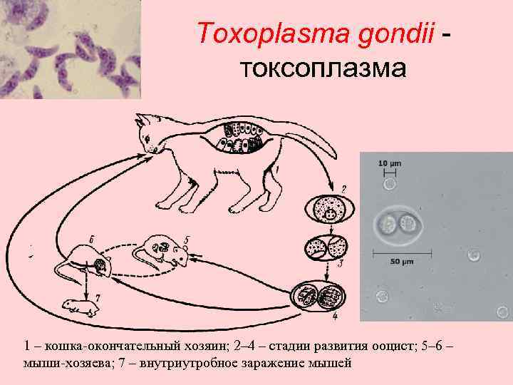 Можно ли считать человека окончательным хозяином малярийного. Окончательным хозяином для Toxoplasma gondii. Окончательный хозяин токсоплазмы гондии. Токсоплазма гондии цикл. Токсоплазма промежуточные хозяева.