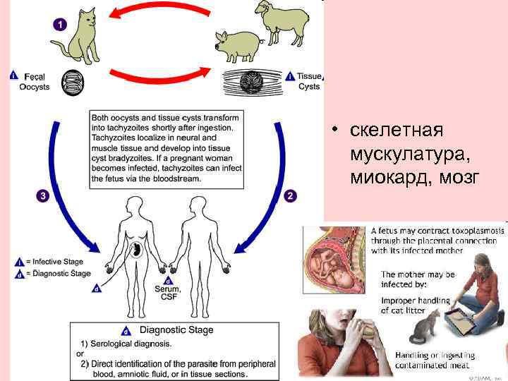  • скелетная мускулатура, миокард, мозг 