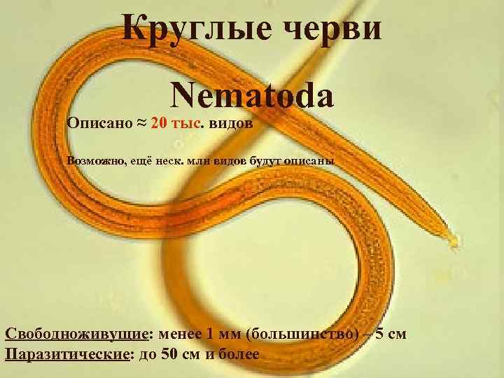 Круглые черви Nematoda Описано ≈ 20 тыс. видов Возможно, ещё неск. млн видов будут