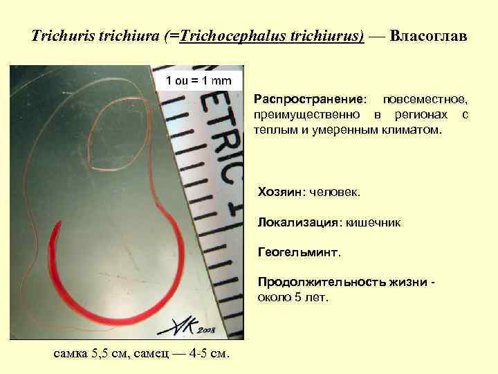 Trichuris trichiura (=Trichocephalus trichiurus) — Власоглав Распространение: повсеместное, преимущественно в регионах с теплым и