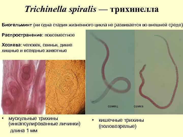 Trichinella spiralis — трихинелла Биогельминт (ни одна стадия жизненного цикла не развивается во внешней