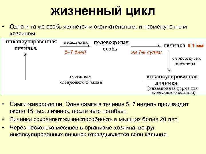 жизненный цикл • Одна и та же особь является и окончательным, и промежуточным хозяином.