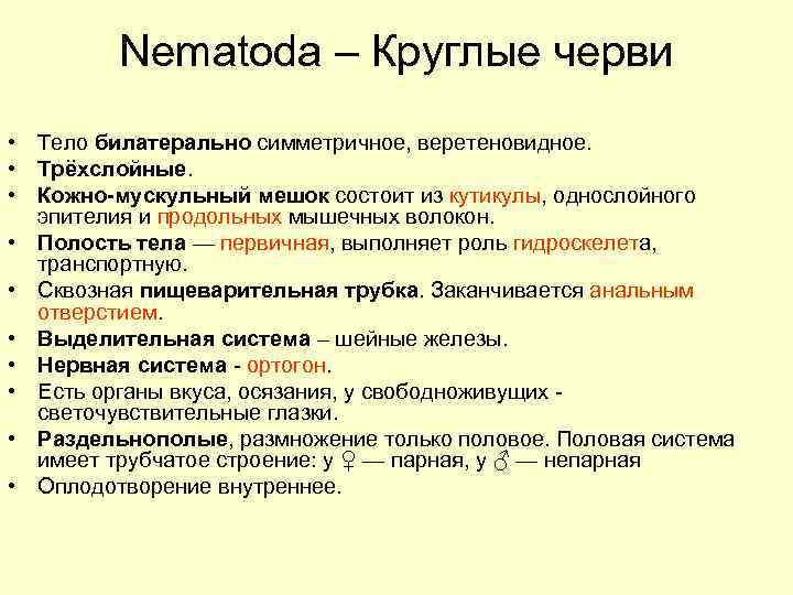 Nematoda – Круглые черви • Тело билатерально симметричное, веретеновидное. • Трёхслойные. • Кожно-мускульный мешок