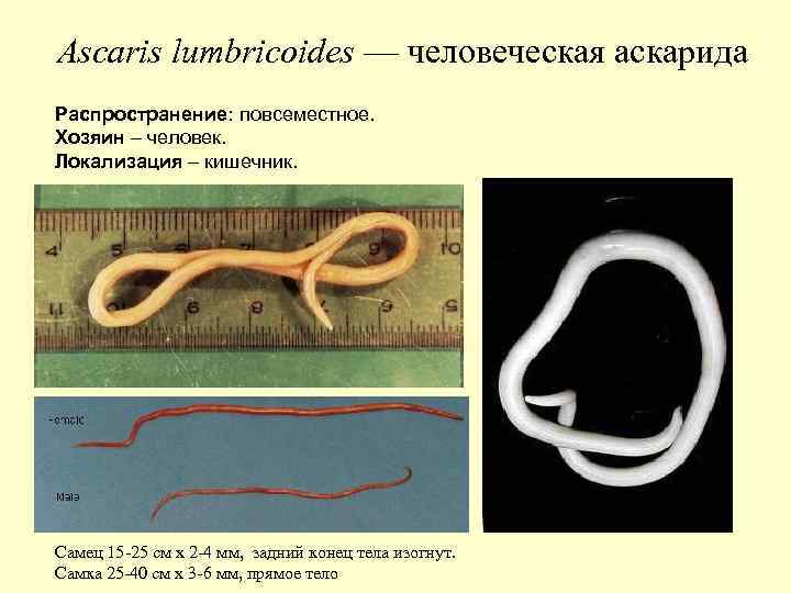 Ascaris lumbricoides — человеческая аскарида Распространение: повсеместное. Хозяин – человек. Локализация – кишечник. Самец