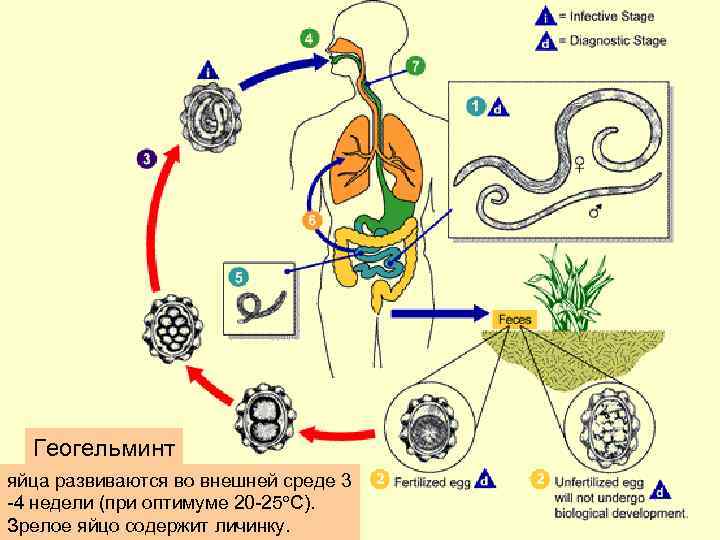 Геогельминт яйца развиваются во внешней среде 3 -4 недели (при оптимуме 20 -25 С).