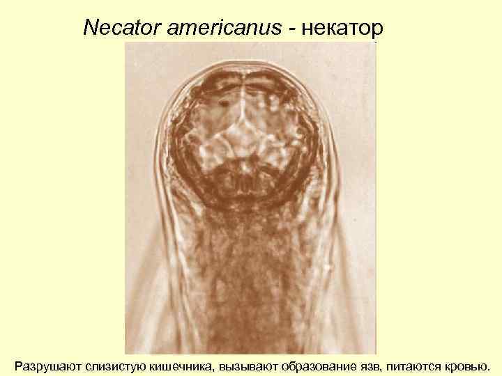 Necator americanus - некатор Разрушают слизистую кишечника, вызывают образование язв, питаются кровью. 