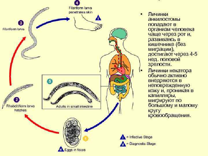  • • Личинки анкилостомы попадают в организм человека чаще через рот и, развиваясь