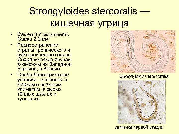 Strongyloides stercoralis — кишечная угрица • Самец 0, 7 мм длиной, Самка 2, 2