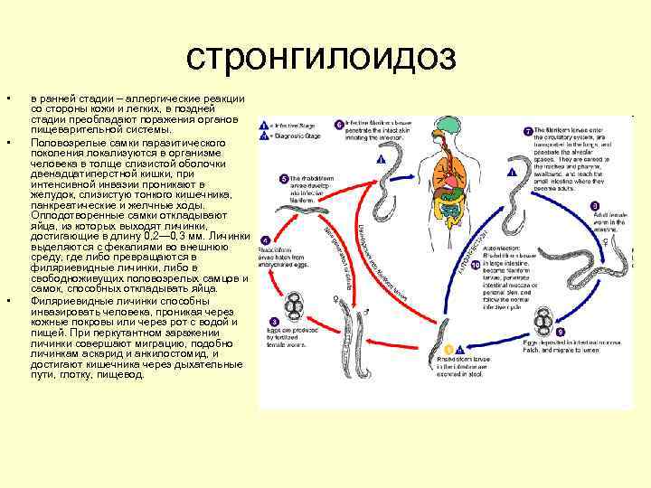 стронгилоидоз • • • в ранней стадии – аллергические реакции со стороны кожи и