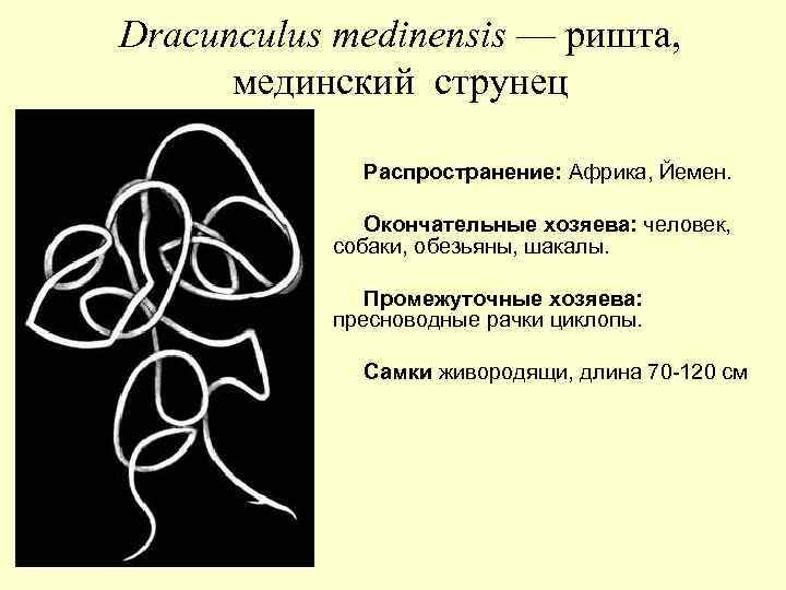 Dracunculus medinensis — ришта, мединский струнец Распространение: Африка, Йемен. Окончательные хозяева: человек, собаки, обезьяны,