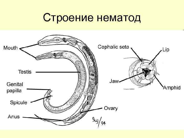 Строение нематод 