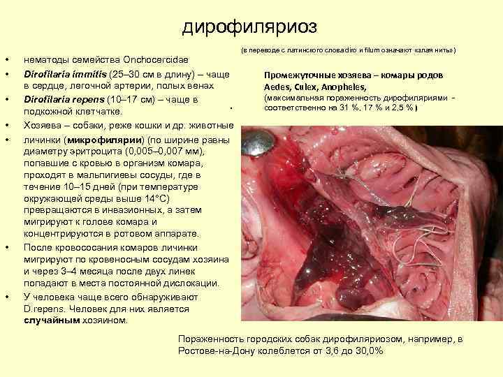 дирофиляриоз • • (в переводе c латинского слова diro и filum означают «злая нить»