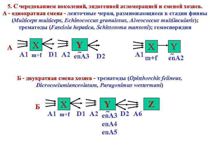 5. C чередованием поколений, эндогенной агломерацией и сменой хозяев. А - однократная смена -