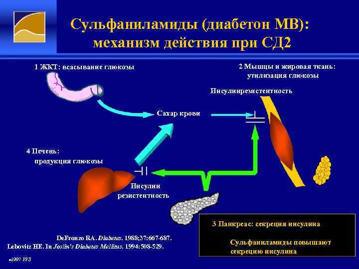 Сульфаниламиды (диабетон МВ): механизм действия при СД 2 2 Мышцы и жировая ткань: утилизация